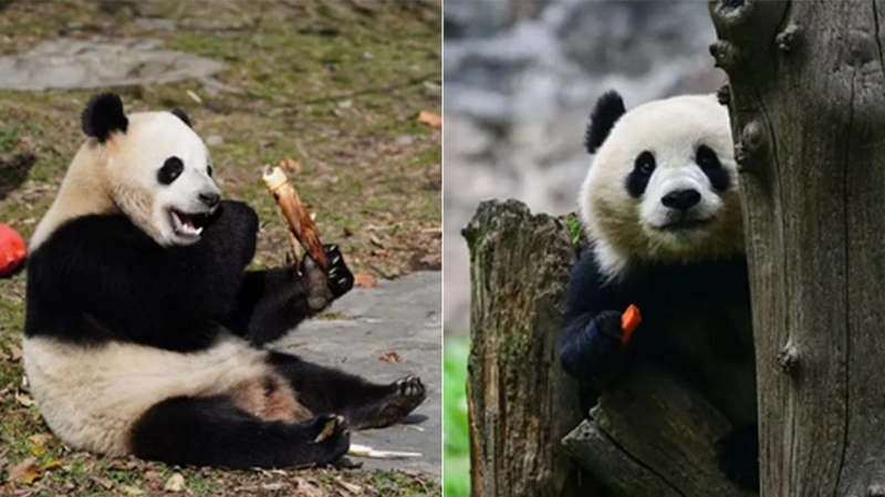 宝力、青宝将赴美，开启新一轮大熊猫国际保护研究合作。 图左为宝力，右为青宝。 （中国大猫熊保护研究中心）