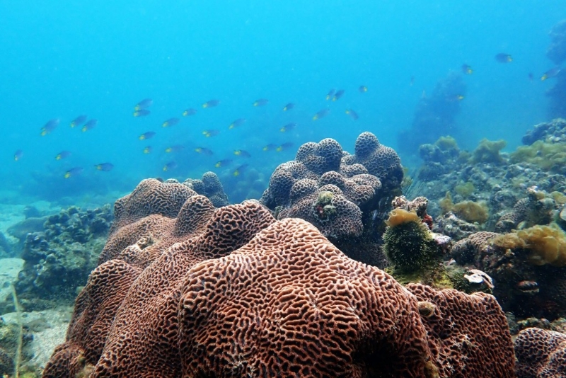 欣赏美丽的海底世界和珊瑚群落