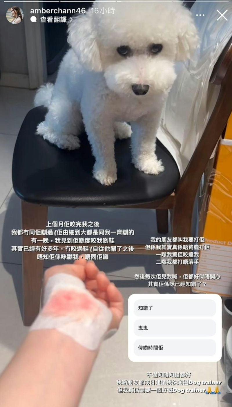 陈若思又上载一张包扎好伤口的照片，爱犬则以可怜内疚的眼神望住她。