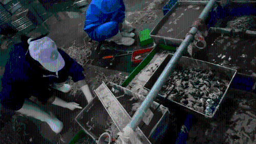 雅士享公司车间内,工人们正在处理鸭肠,环境脏乱不堪。 新京报 雅士享公司车间内,工人们正在处理鸭肠,环境脏乱不堪。 新京报