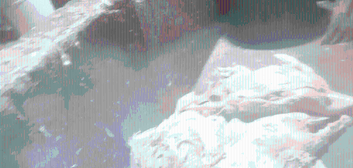 雅士享公司鸭肠生产厂房的工人将烟头随意丢弃,掉入排污渠里的死鸭捞出送回生产线。 新京报 雅士享公司鸭肠生产厂房的工人将烟头随意丢弃,掉入排污渠里的死鸭捞出送回生产线。 新京报