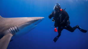 美国佛州男子遭鲨鱼袭击危殆，月内第5宗