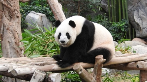 李家超指，一对大熊猫数月后将会来到香港。资料图片，非最新送赠大熊猫