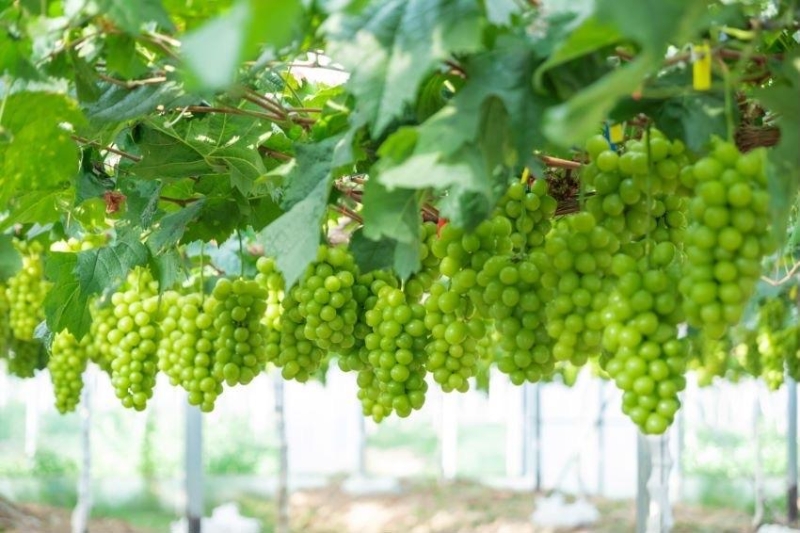 神农兰香谷开园丰收季第四届阳光玫瑰葡萄采摘节 神农兰香谷开园丰收季第四届阳光玫瑰葡萄采摘节