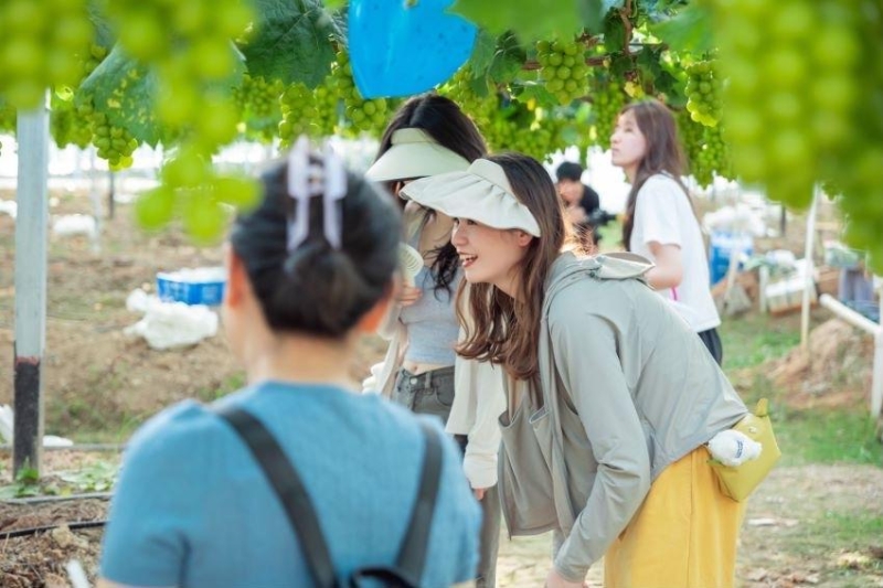 神农兰香谷开园丰收季第四届阳光玫瑰葡萄采摘节开园 神农兰香谷开园丰收季第四届阳光玫瑰葡萄采摘节开园