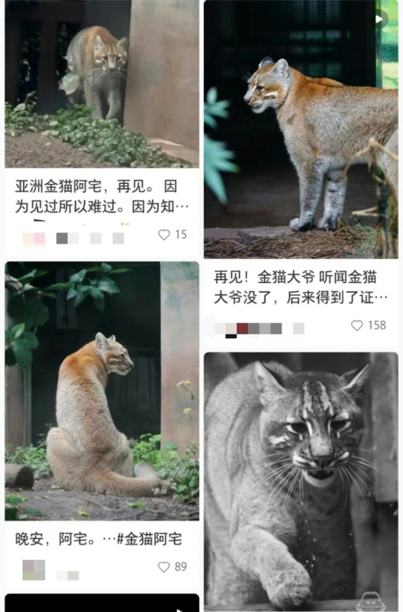 重庆金猫动物园明星动物「阿宅」离世,许多网民在网上悼念。 重庆金猫动物园明星动物「阿宅」离世,许多网民在网上悼念。