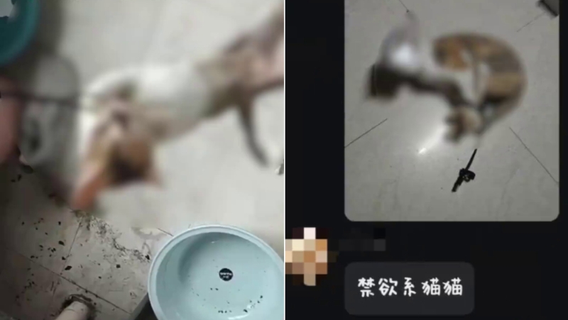 大学生涉虐猫,武汉理工回应称将严肃处理。 大学生涉虐猫,武汉理工回应称将严肃处理。