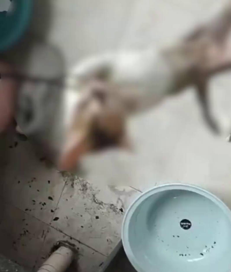 网上流传大学生虐猫的片段。 网上流传大学生虐猫的片段。