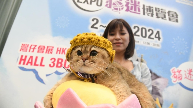 猫迷博览会去年首次举行