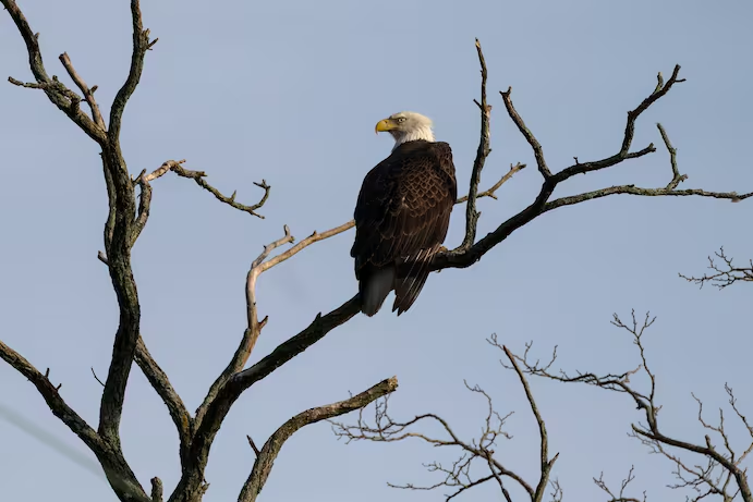 2023年3月23日,马里兰州列克星敦公园的一只白头海雕 图源:美媒 2023年3月23日,马里兰州列克星敦公园的一只白头海雕 图源:美媒