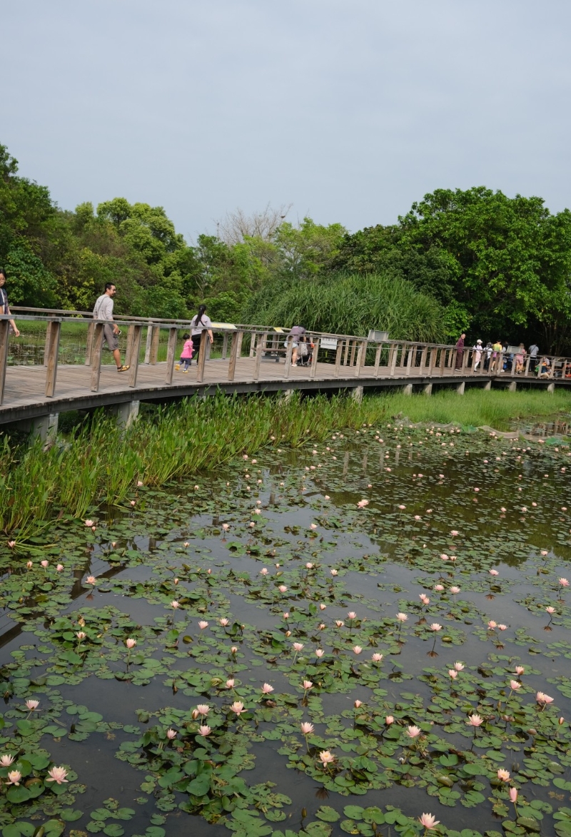 湿地公园的生物多样性丰富， 一年四季各有不同风景，其中一个最为赏心悦目的景致，就是一片片睡莲在淡水沼泽盛开的风姿。