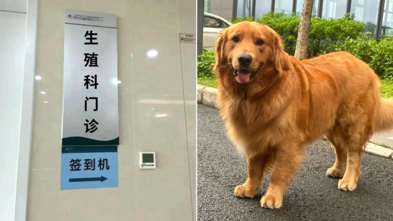 上海有狗主未对饲养的金毛犬牵绳，致它扑向一名孕妇