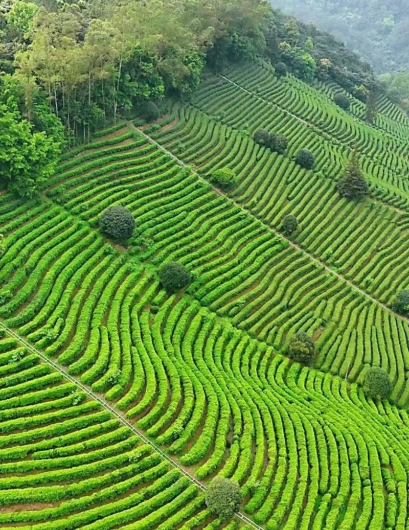 雁南飞茶田景区