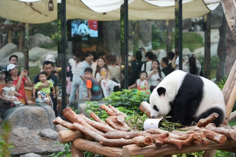 有消息指中央早前向香港送赠的一对大熊猫将于本周四(26日)抵港。资料图片