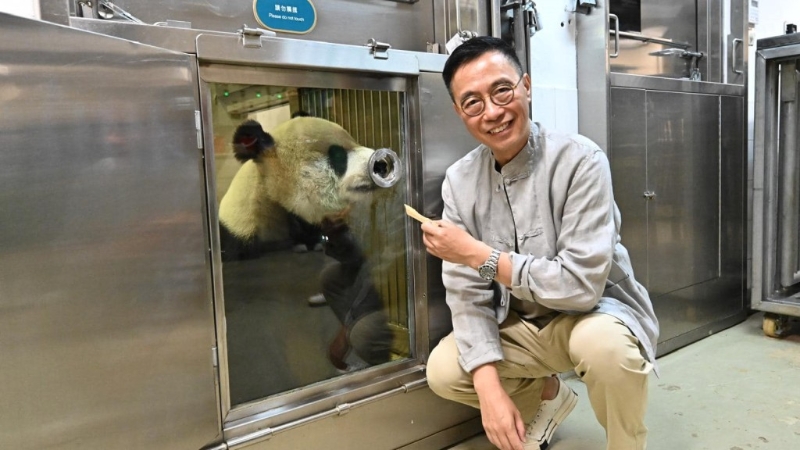 杨润雄已做好准备迎接中央赠港大熊猫