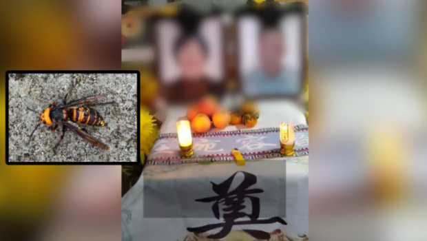 河南8旬夫妇遭蜂螫齐丧命 河南8旬夫妇遭蜂螫齐丧命