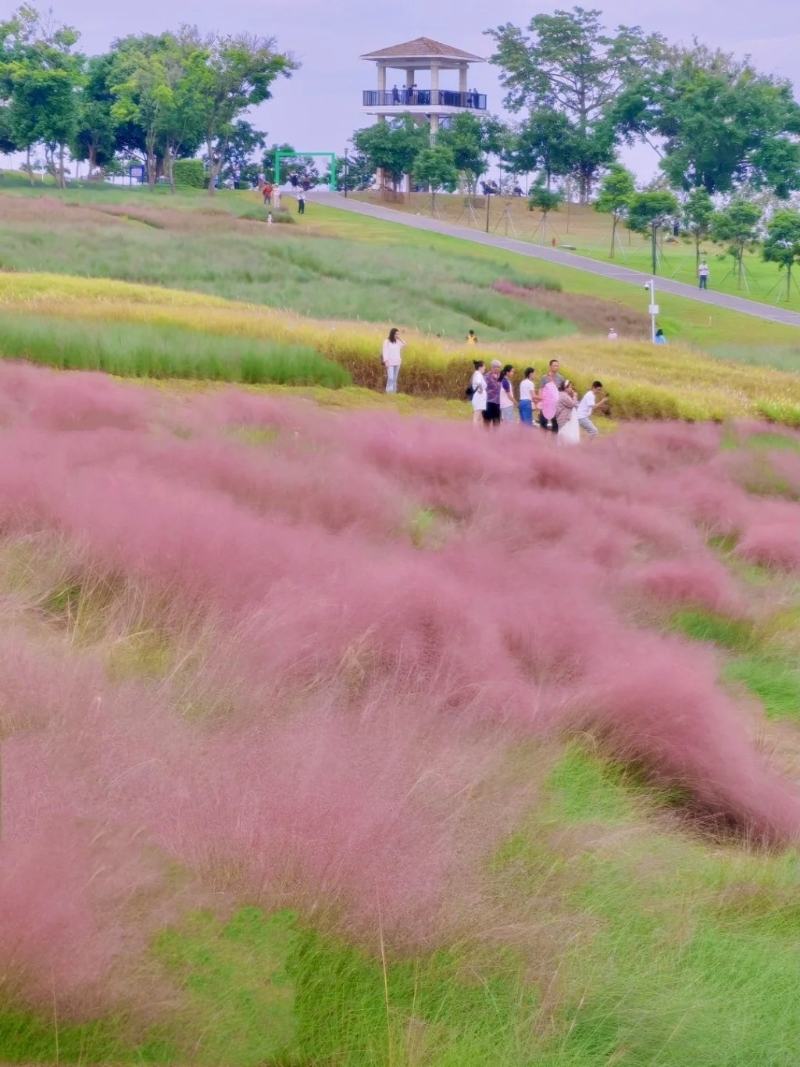 粉红色花海