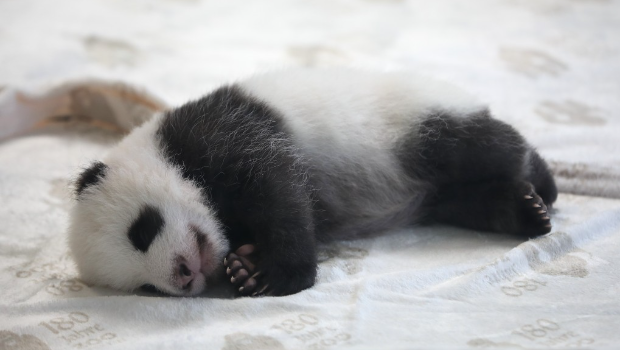 熊猫宝宝 熊猫宝宝