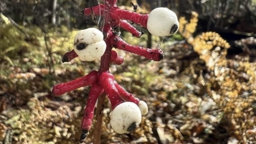 白果类叶昇麻（Actaea pachypoda）外型似眼球。 facebook