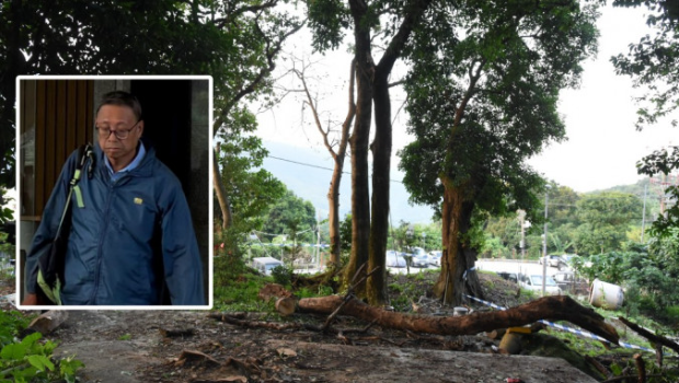 梧桐寨村危树杀人 梧桐寨村危树杀人