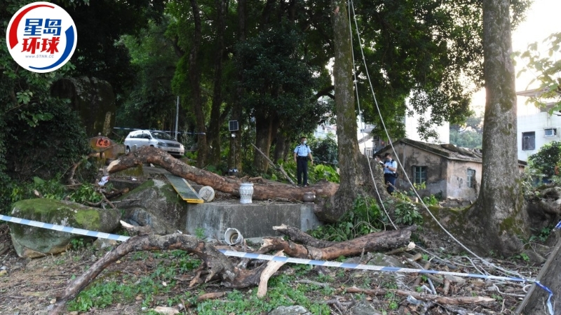 梧桐寨村危树杀人 梧桐寨村危树杀人
