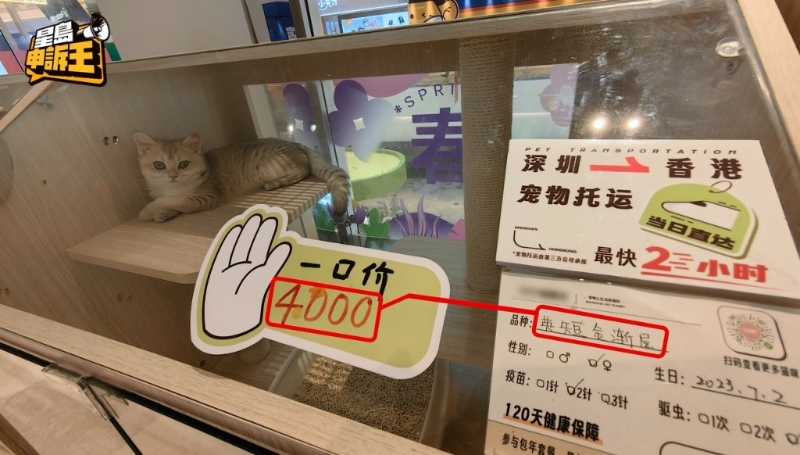 记者到深圳了解情况，一间有十多间分店的宠物店全力抢攻港客。店内白纸黑字，写明有宠物托运服务，最快2小时可以将毛孩送到香港，方式却成谜。