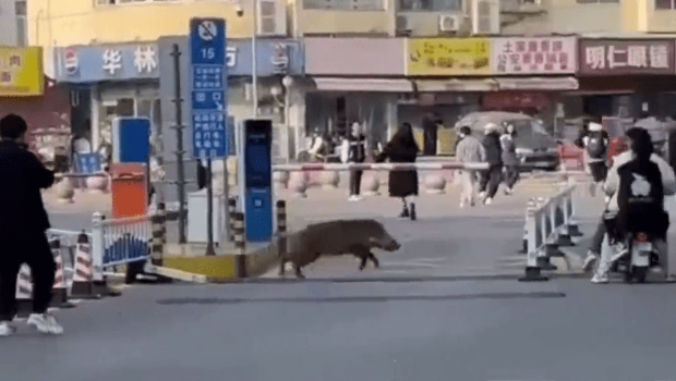 野猪乱撞闯武汉高校