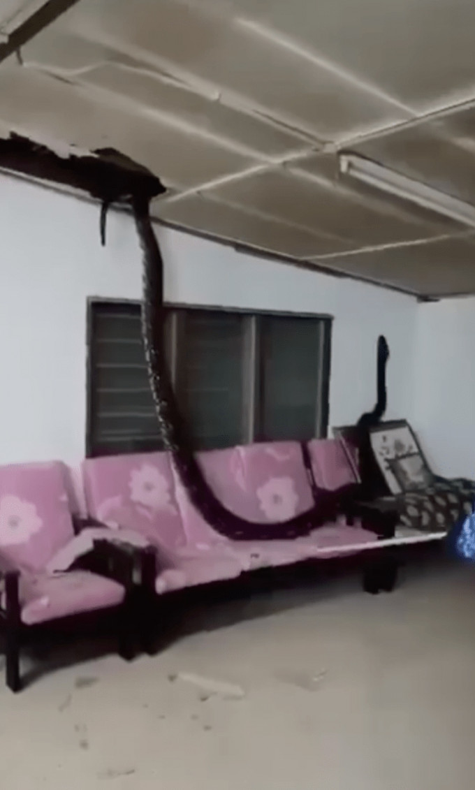 住家天花板跌下30米巨蟒 住家天花板跌下30米巨蟒