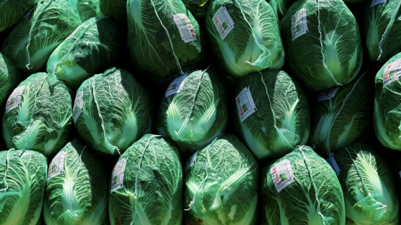 大白菜在“最健康蔬菜排行榜”排名第二。 大白菜在“最健康蔬菜排行榜”排名第二。