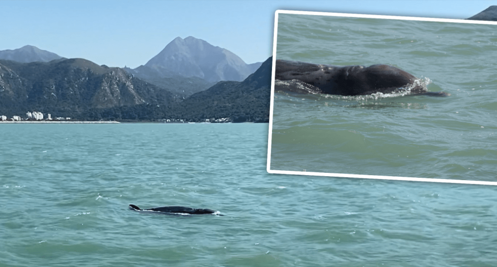 大澳鲸鱼搁浅 大澳鲸鱼搁浅