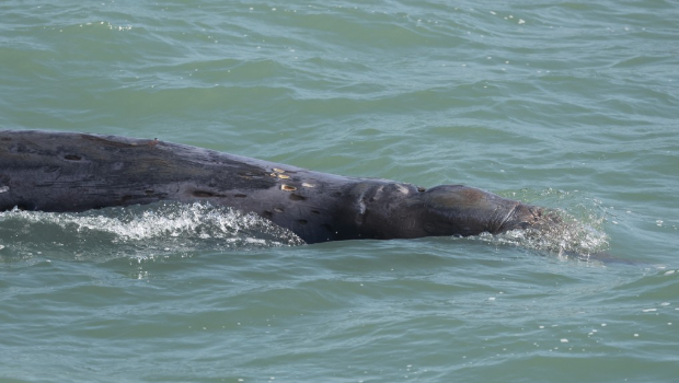 香港海豚保育学会副会长麦希汶指今日出海考察时,曾见到喙鲸在大澳对开出没。 香港海豚保育学会副会长麦希汶指今日出海考察时,曾见到喙鲸在大澳对开出没。