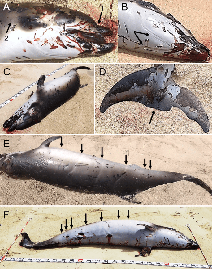 2020年日本冲绳发现一条朗氏印太喙鲸尸体 2020年日本冲绳发现一条朗氏印太喙鲸尸体
