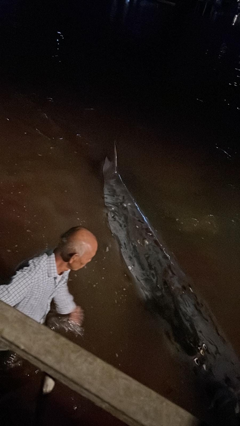 疑似鲸豚长约5米,背部有多个伤痕。 疑似鲸豚长约5米,背部有多个伤痕。