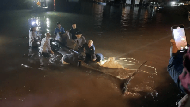 至少有8名男子落海拯救。 至少有8名男子落海拯救。