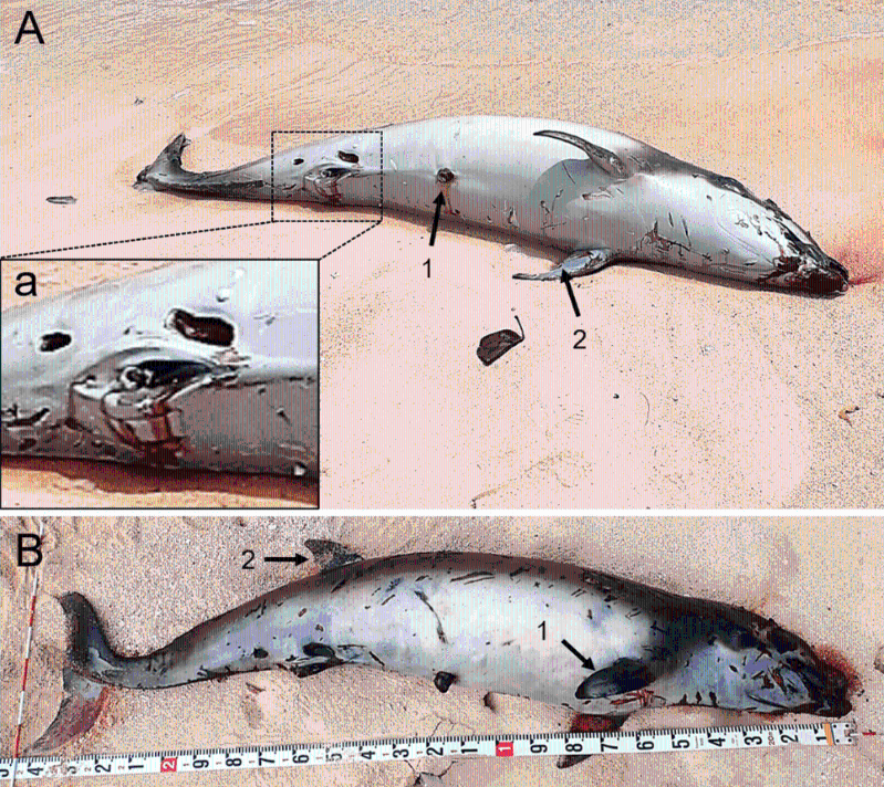 2020年日本冲绳发现一条朗氏印太喙鲸尸体。 Marine Biodiversity Records期刊官网截图 2020年日本冲绳发现一条朗氏印太喙鲸尸体。 Marine Biodiversity Records期刊官网截图