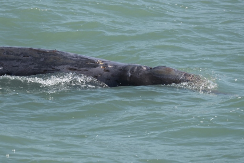 香港海豚保育学会副会长麦希汶指出海考察时,曾见到喙鲸在大澳对开出没。 香港海豚保育学会提供 香港海豚保育学会副会长麦希汶指出海考察时,曾见到喙鲸在大澳对开出没。 香港海豚保育学会提供