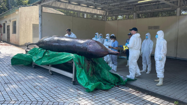 大澳鲸鱼搁浅 大澳鲸鱼搁浅