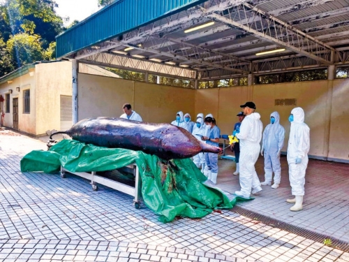 鲸鱼尸体被送往渔护署大屿山海岸公园石壁管理站解剖。 鲸鱼尸体被送往渔护署大屿山海岸公园石壁管理站解剖。