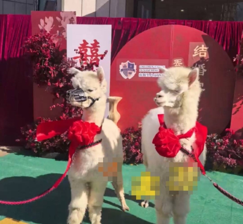 羊驼婚礼引起热议。 羊驼婚礼引起热议。