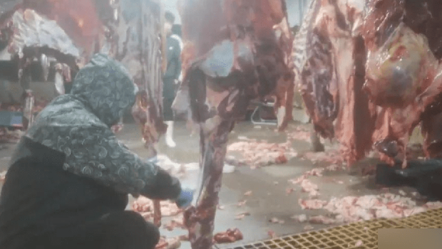 屠宰场工人在地板及渠盖上分割牛肉。(江苏卫视) 屠宰场工人在地板及渠盖上分割牛肉。(江苏卫视)