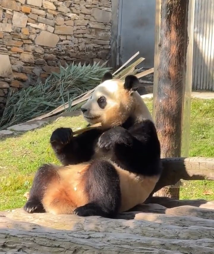 网上有多段见大熊猫福宝不自主抖震的影片。 网上有多段见大熊猫福宝不自主抖震的影片。