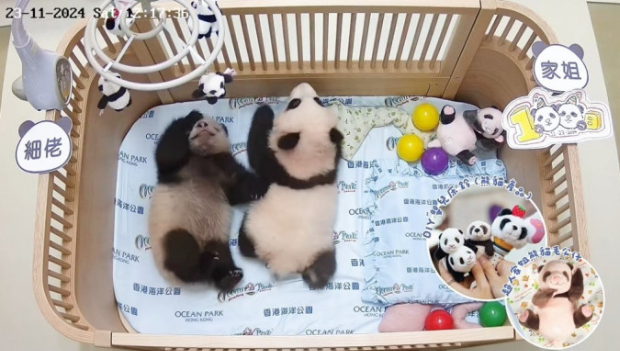 “家姐”和“细佬”继续暴风成长 “家姐”和“细佬”继续暴风成长