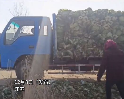 农民从货车搬大白菜落田“栽种”。影片截图 农民从货车搬大白菜落田“栽种”。影片截图
