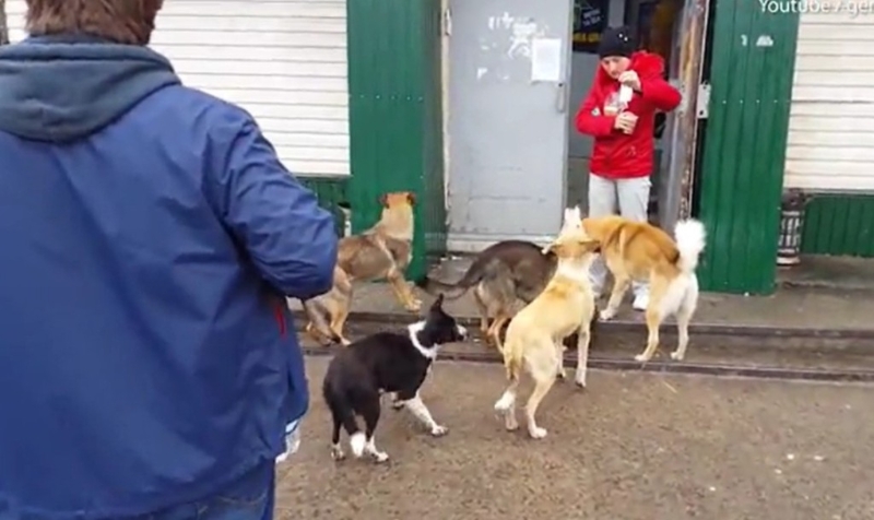 居民向在切尔诺贝尔地区附近生活的流浪狗喂食。油管 居民向在切尔诺贝尔地区附近生活的流浪狗喂食。油管