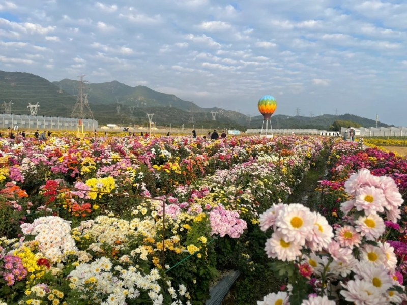 深圳大鹏菊花展