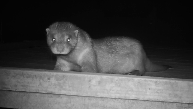 邱建文认为政府方案已改善地底生态走廊的环境,让水獭更容易通过,初步设计可以接受。 邱建文认为政府方案已改善地底生态走廊的环境,让水獭更容易通过,初步设计可以接受。