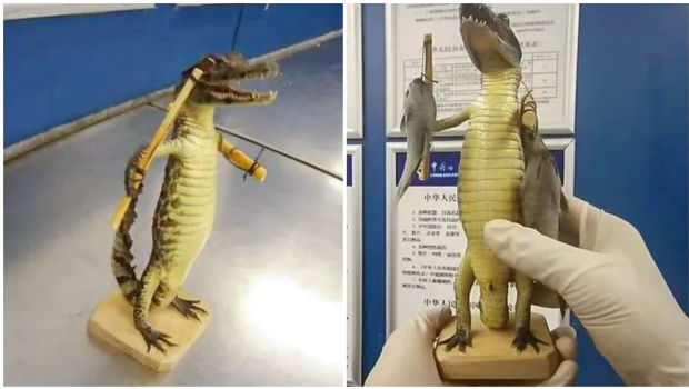 北京机场查获旅客带鳄鱼入境。 北京机场查获旅客带鳄鱼入境。