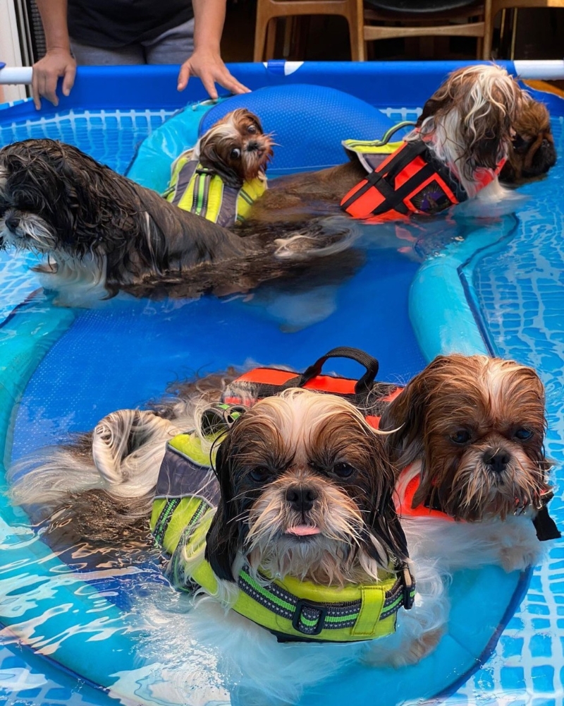 何超仪的花园可放私人泳池。 何超仪的花园可放私人泳池。