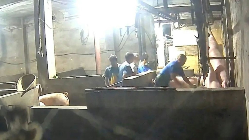 非法生猪屠宰场的工作人员屠宰来源不明的生猪。《新京报》 非法生猪屠宰场的工作人员屠宰来源不明的生猪。《新京报》