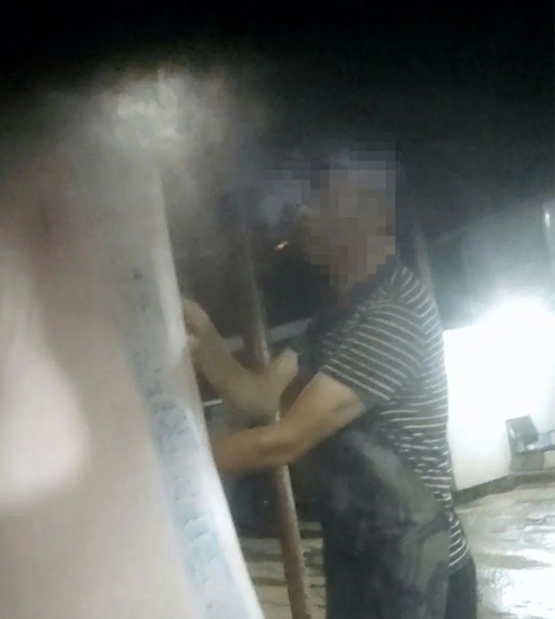 非法生猪屠宰场的工作人员为生猪盖上伪造合格章。《新京报》 非法生猪屠宰场的工作人员为生猪盖上伪造合格章。《新京报》